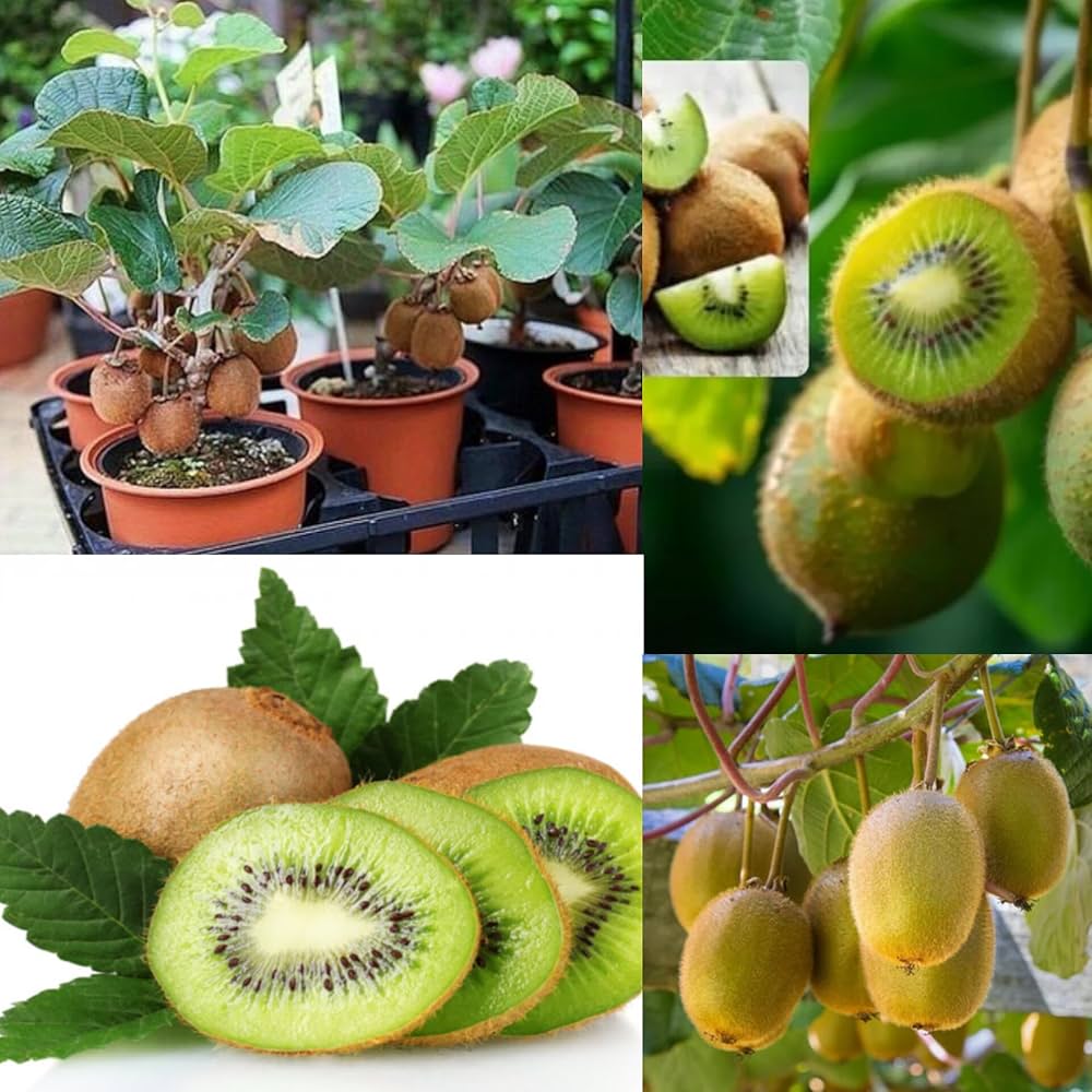Kiwi Vine Seedlings Growing from Non-GMO Seeds
