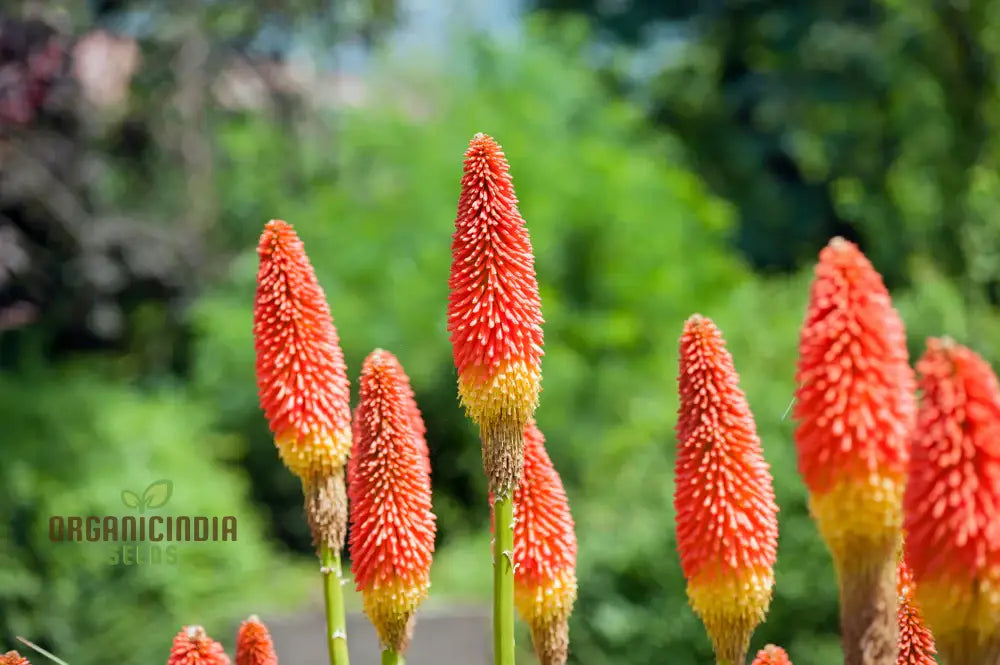 Red Hot Poker Plant Growing in Garden Border