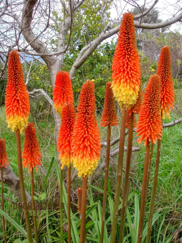 Red Hot Poker Kniphofia Seeds for Planting