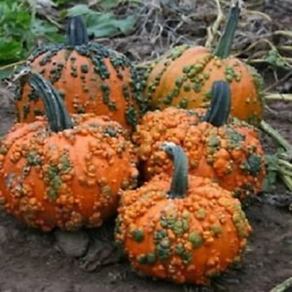 Mature Knuckle Head Pumpkin Vine from Seeds, Large Heirloom Pumpkins