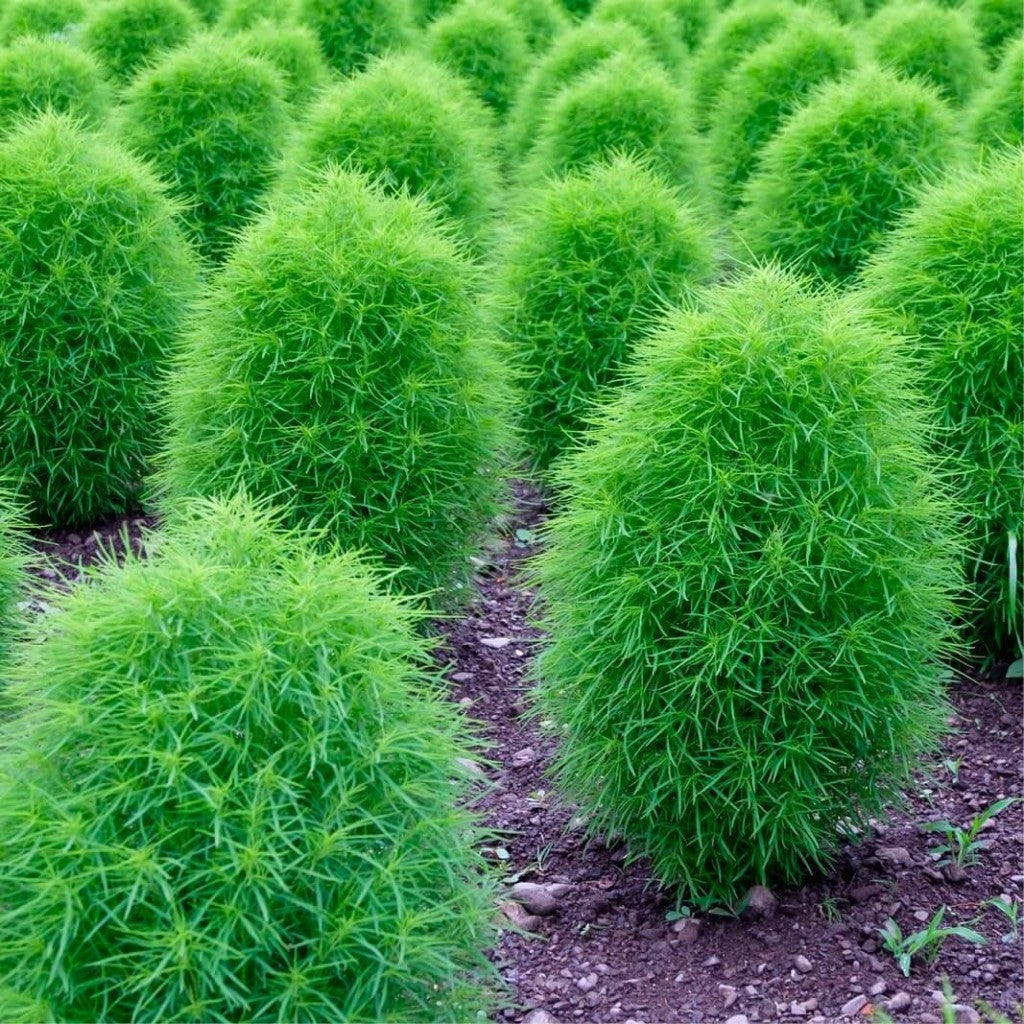 Semi di Kochia Fire Bush per piantare - Fogliame rosso vibrante per splendide esposizioni in giardino