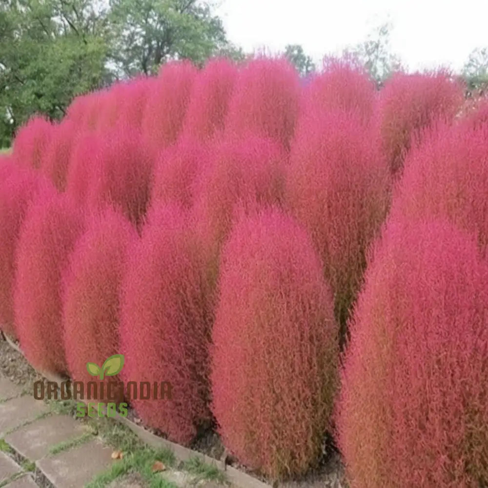Kochia Burning Bush Flower Seeds - Striking Red Foliage For Dramatic Garden Accents