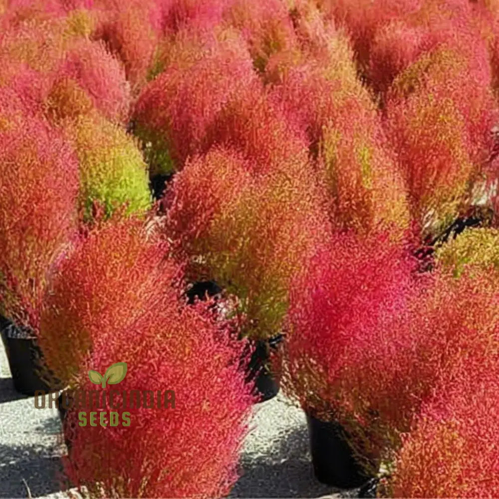 Kochia Burning Bush Seeds for Red Foliage and Garden Accents
