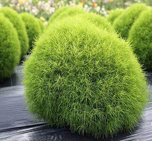 Kochia Summer Cypress Seeds Turning Red in Fall