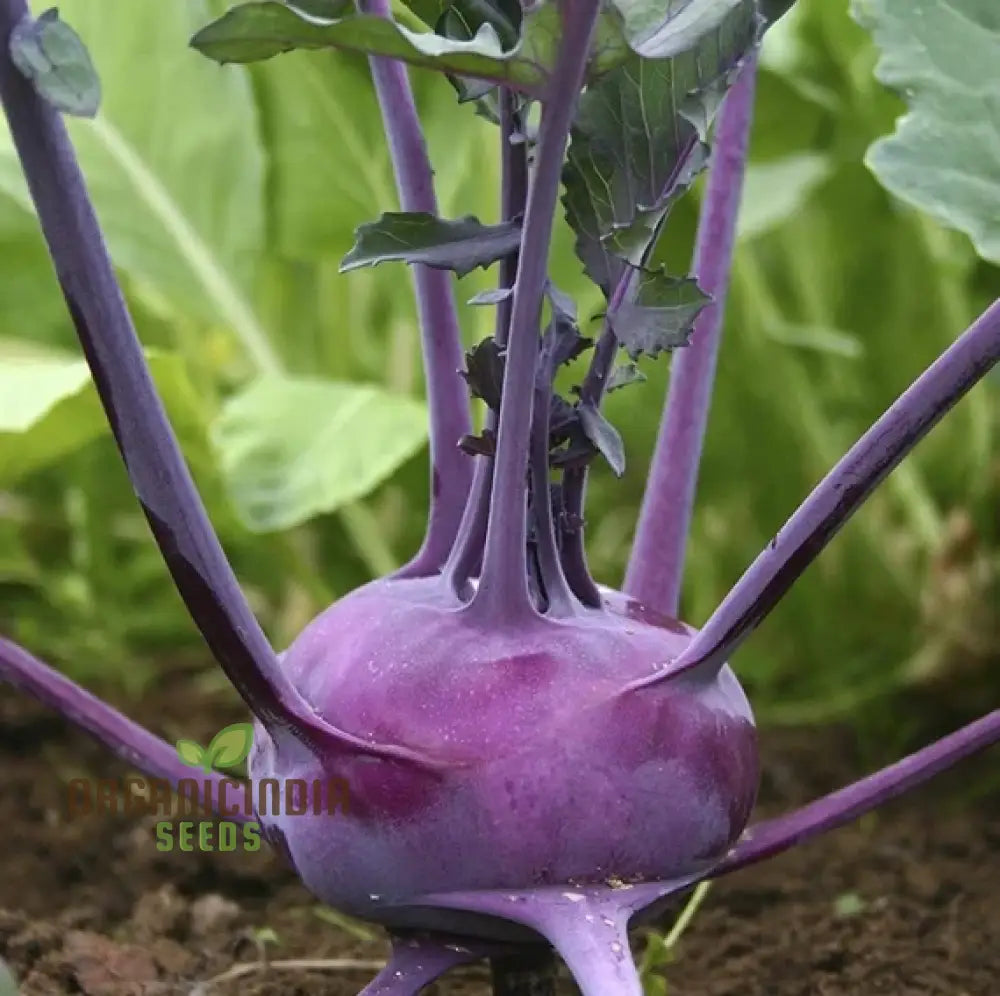 Kohl Rabi Purple Vienna Seeds for Planting, Non-GMO Heirloom Variety