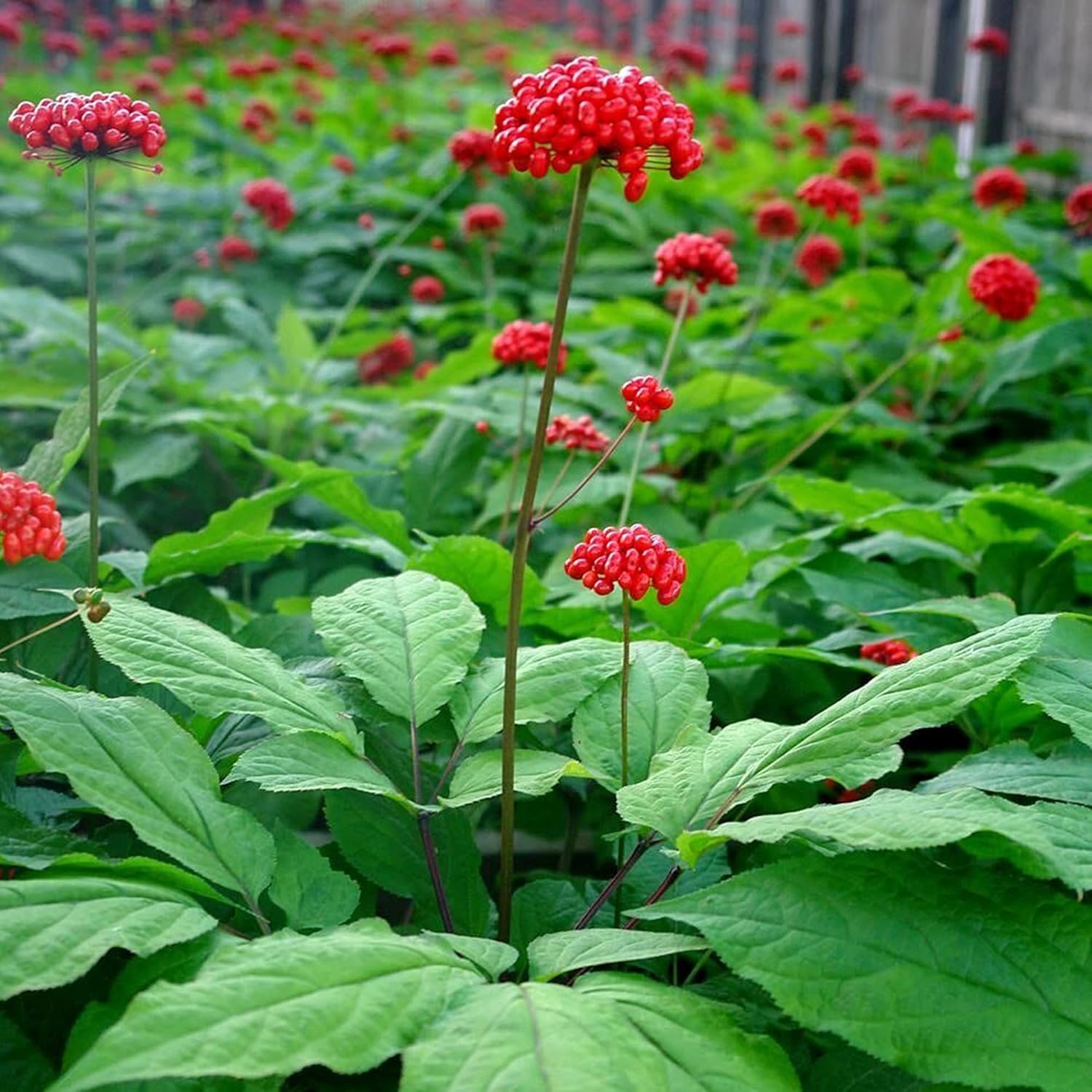 Perennial Korean Ginseng Herb Seeds for Organic Gardening