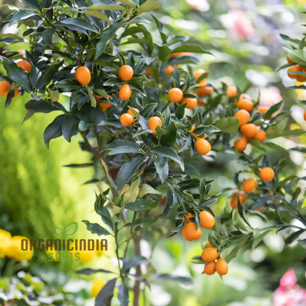Organic Kumquat Seeds for Sweet Orange Fruit Planting