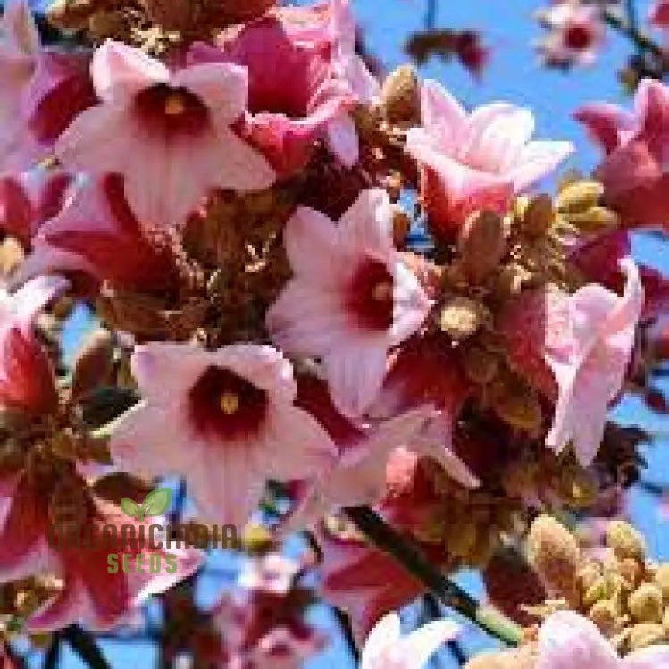 Kurrajong Wildflower Seeds - Native Australian Gardening | Buy Online