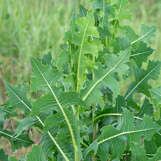 Lactuca Virosa Wild Lettuce Herb Seeds for Gardening