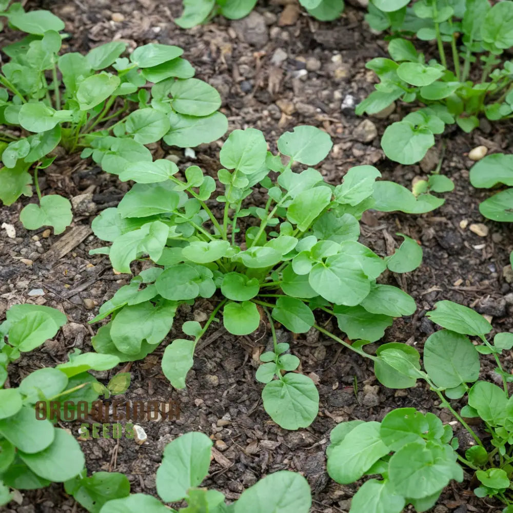 Harvested American Land Cress Leaves, Crisp and Flavorful Greens