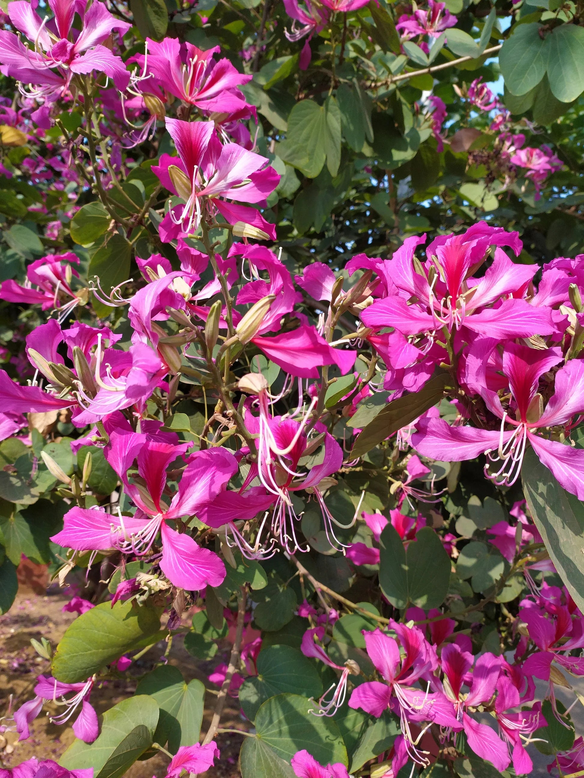 Landscape Bauhinia tree seeds for decorative planting