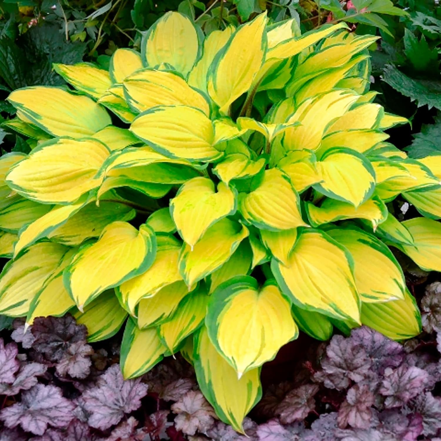Landscaping Hosta seeds mixed foliage perennial