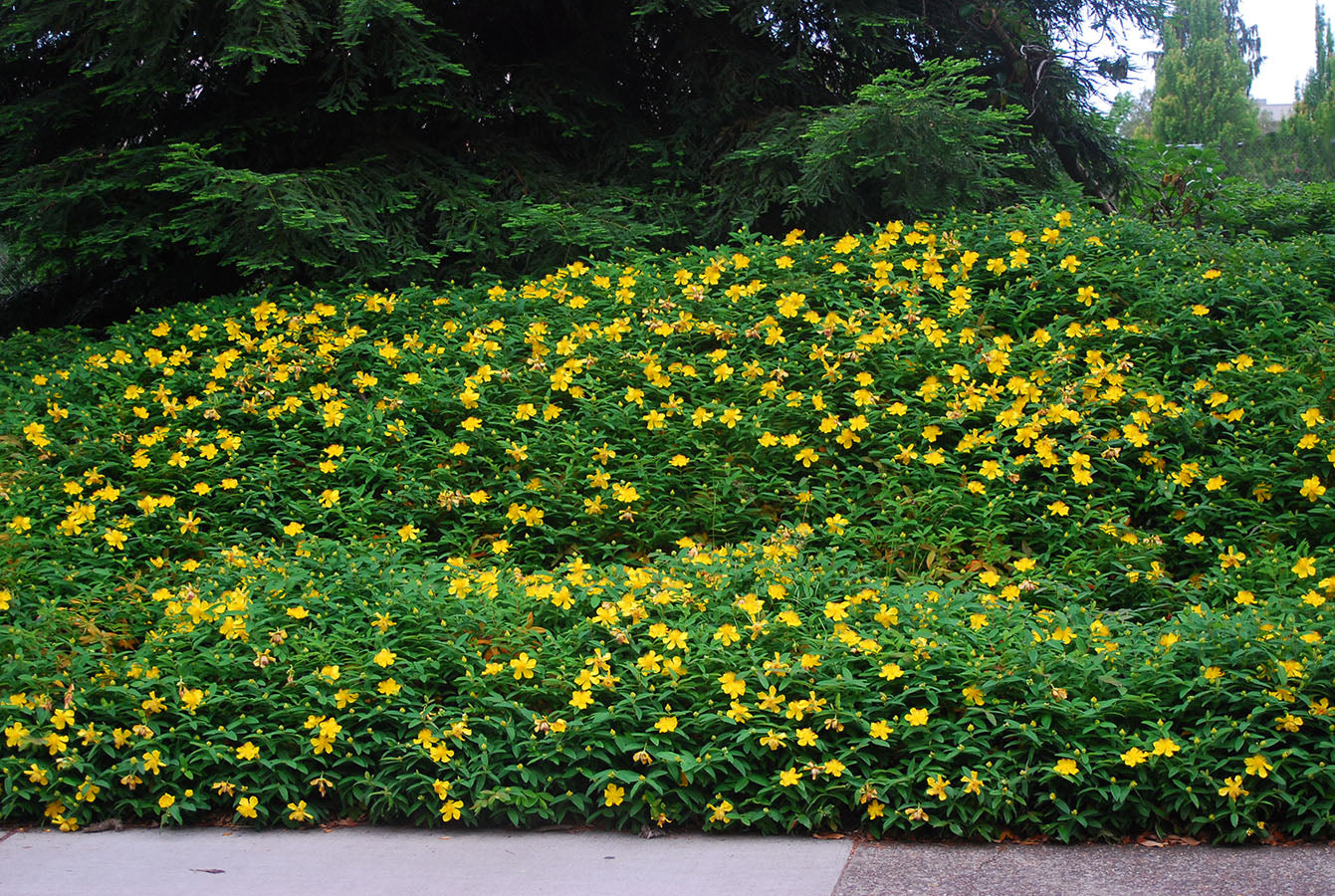 Landscaping hypericum seeds lush evergreen groundcover