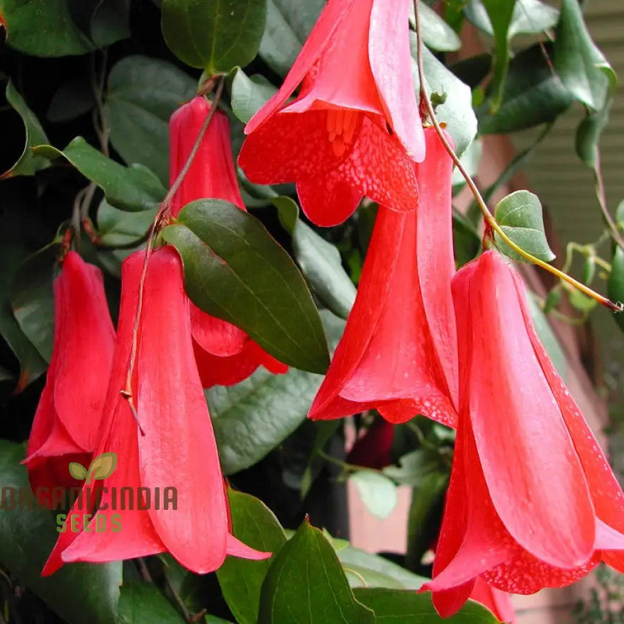 Lapageria Rosea- Premium Seeds For Your Garden’s Flourishing Beauty And Delicate Elegance!