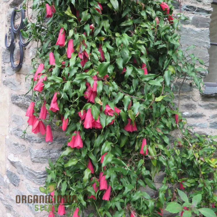 Lapageria Rosea- Premium Seeds For Your Garden’s Flourishing Beauty And Delicate Elegance!