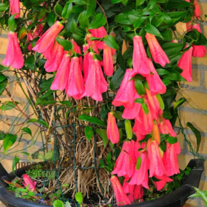 Lapageria Rosea- Premium Seeds For Your Garden’s Flourishing Beauty And Delicate Elegance!