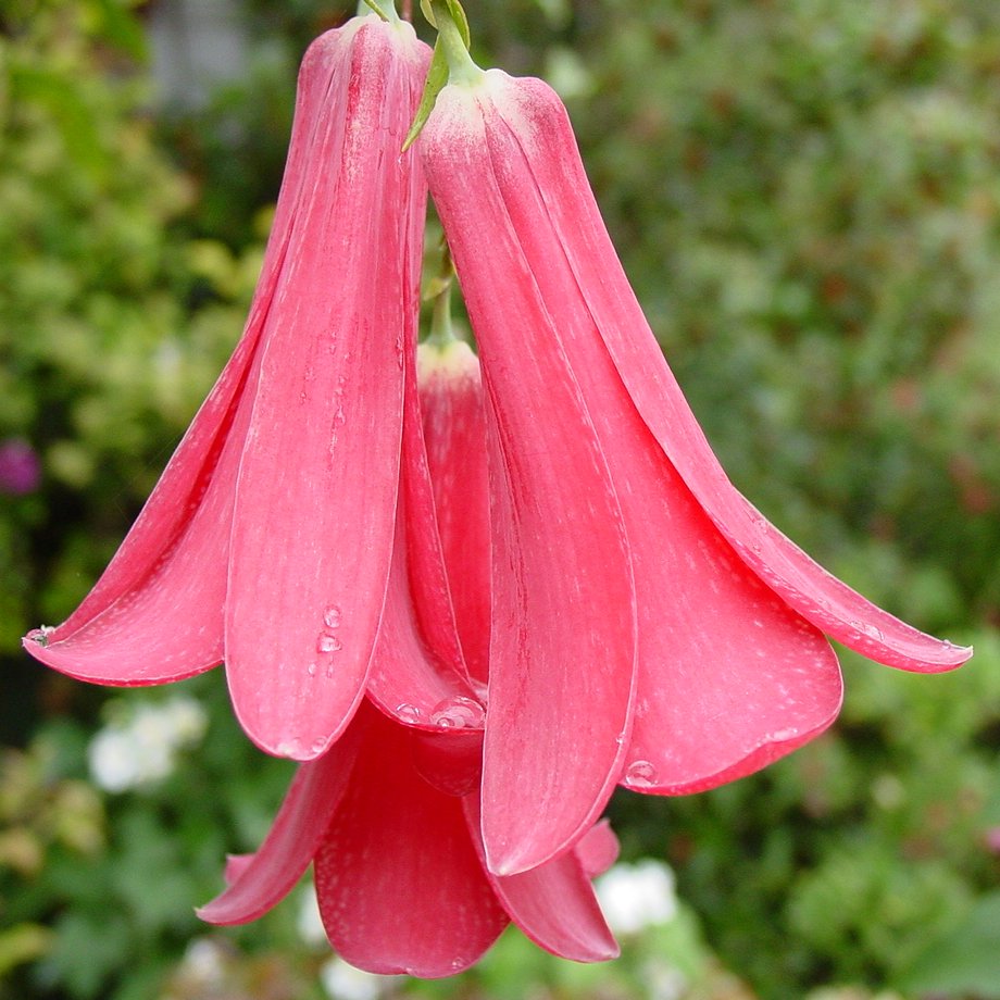 Lapageria Rosea seeds premium heirloom for planting