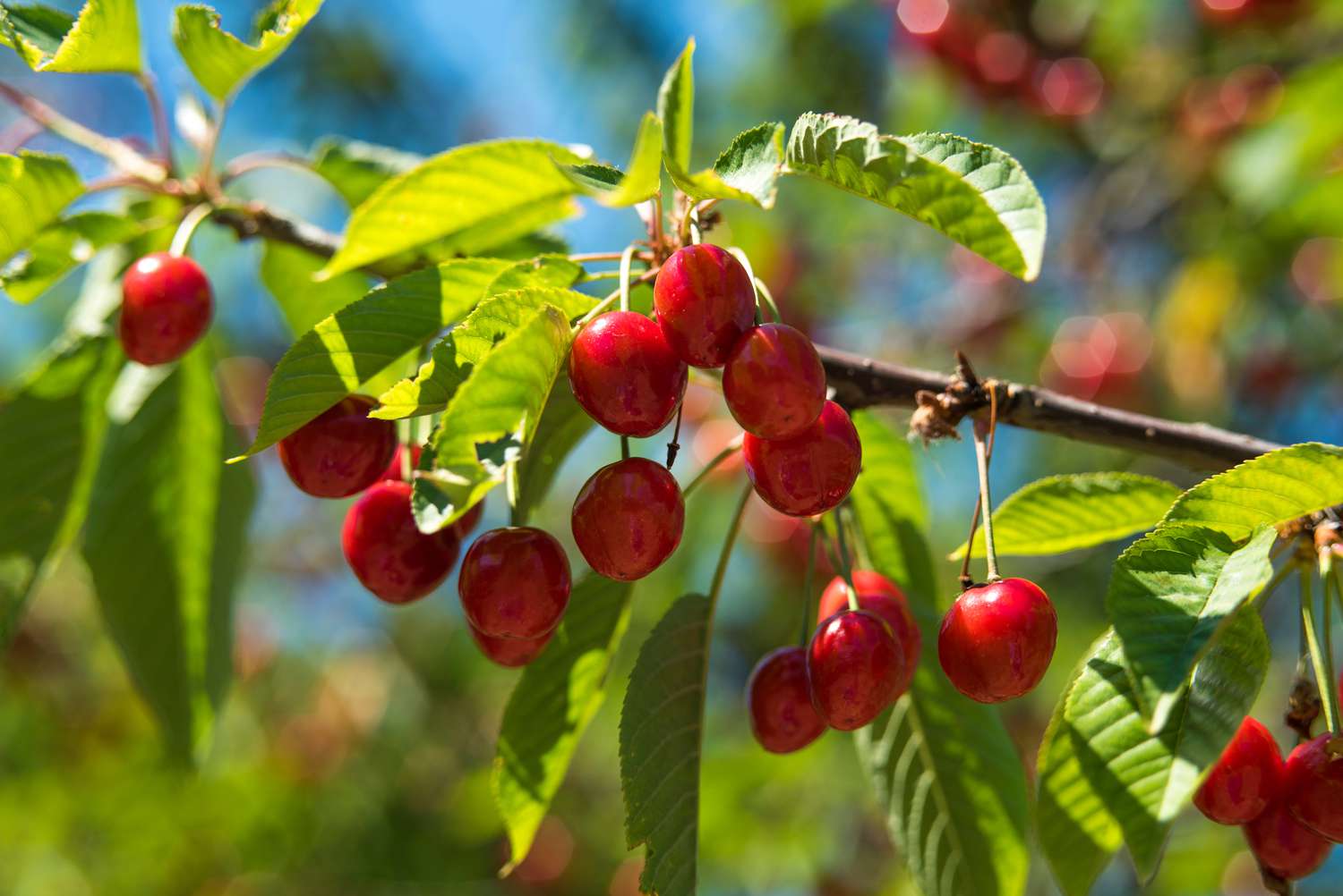 Lapins Cherry Tree Seeds for Productive Garden Trees