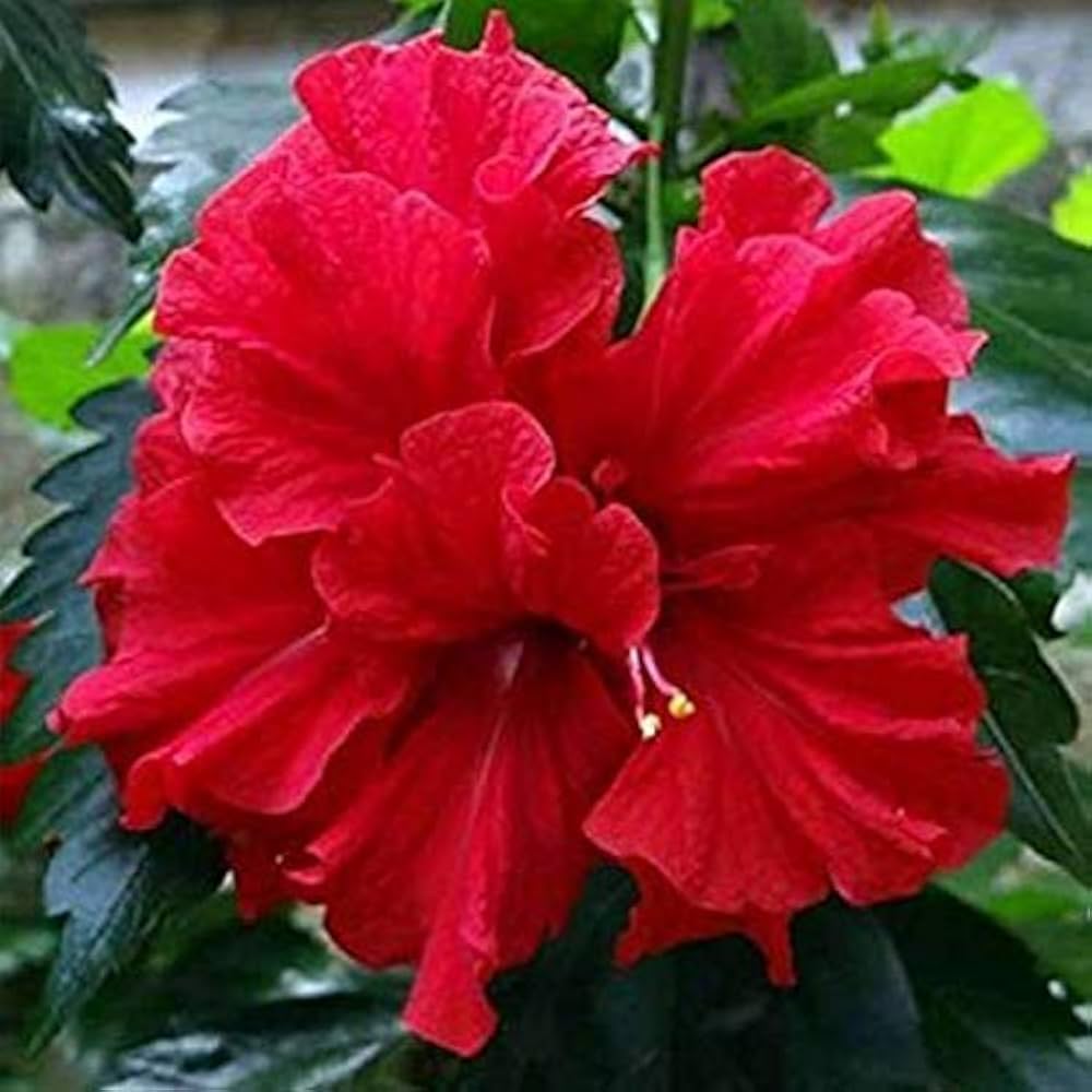 Large bloom hibiscus seeds stunning red flowers