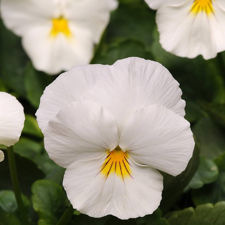 Large Bloom White Pansy Flower Seeds for Home Garden Displays