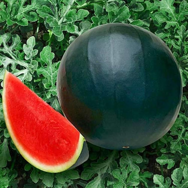 Large red-flesh Congo Watermelon fruit