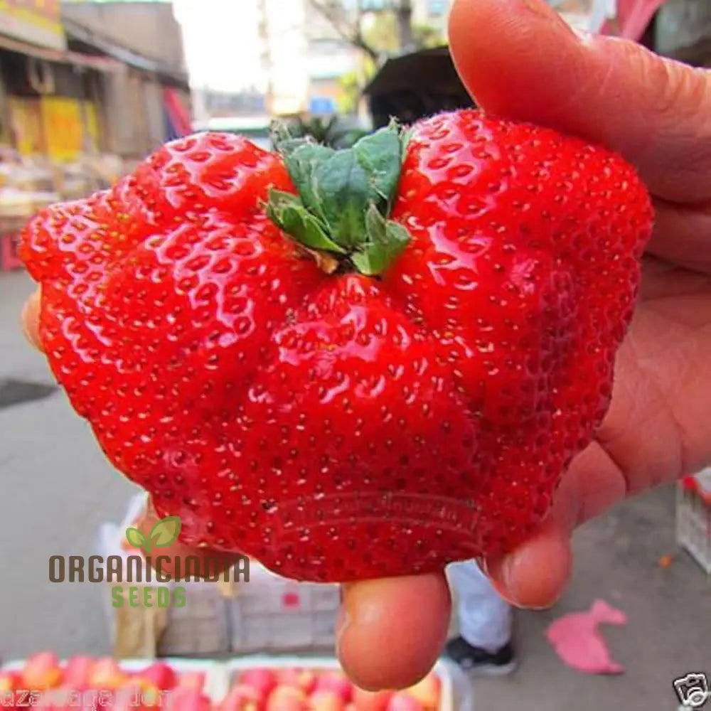 Large Strawberry Fruit Seeds for Container and Outdoor Gardens