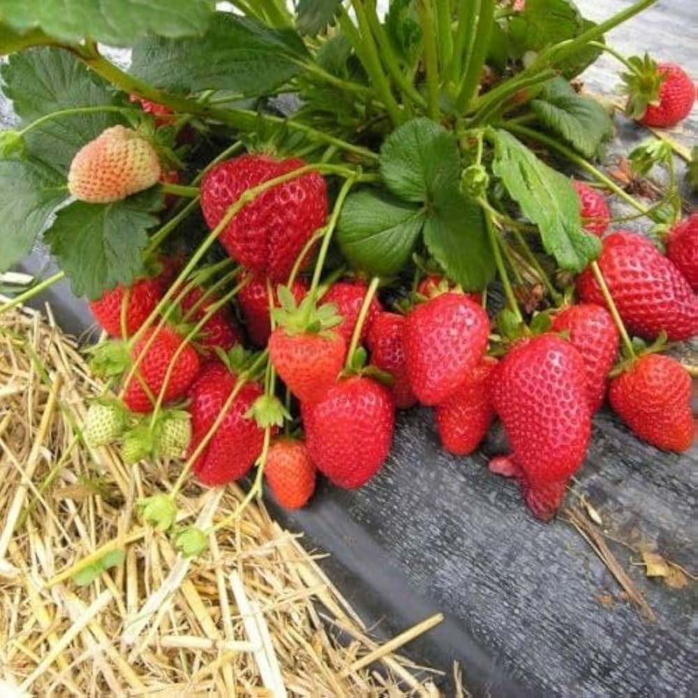 Large juicy strawberries grown from Chandler seeds