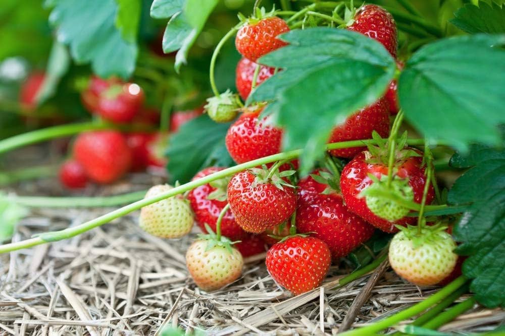 Large sweet strawberry seeds for planting high-yield San Andreas plants