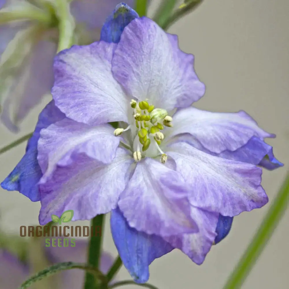 Larkspur Fancy Purple Picotee Seeds for Vibrant Garden Blooms
