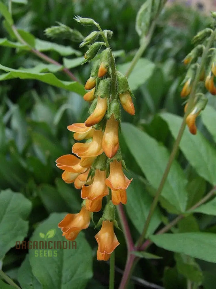 Lathyrus Aureus Seeds For A Flourishing Garden Experience-Embrace Nature’s Beauty!