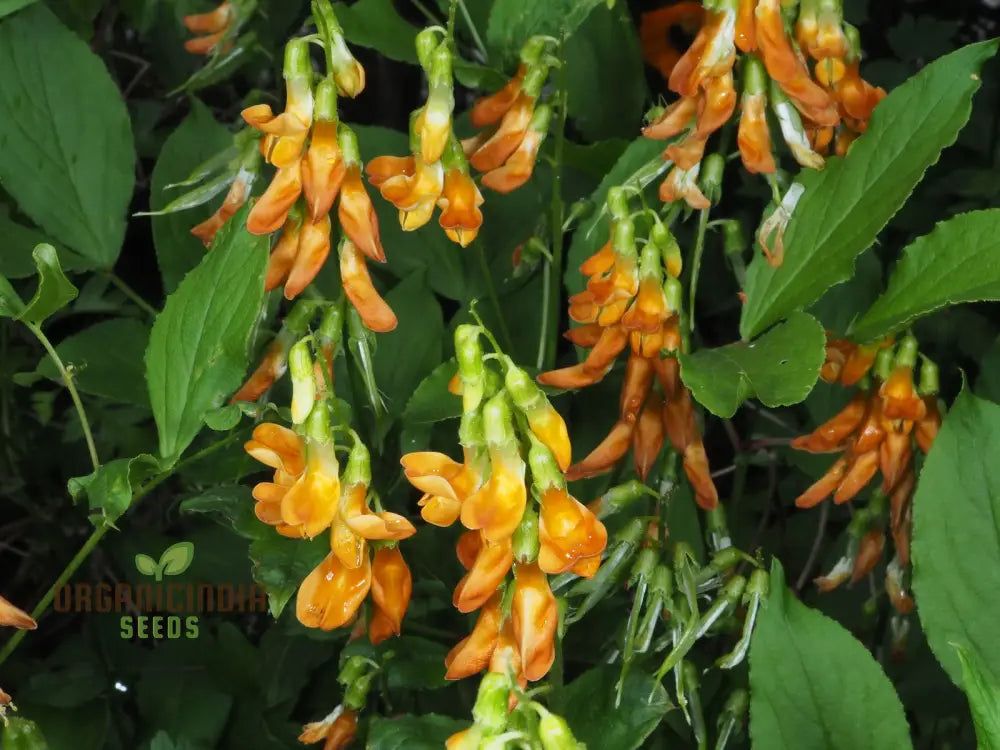 Lathyrus Aureus Seeds For A Flourishing Garden Experience-Embrace Nature’s Beauty!
