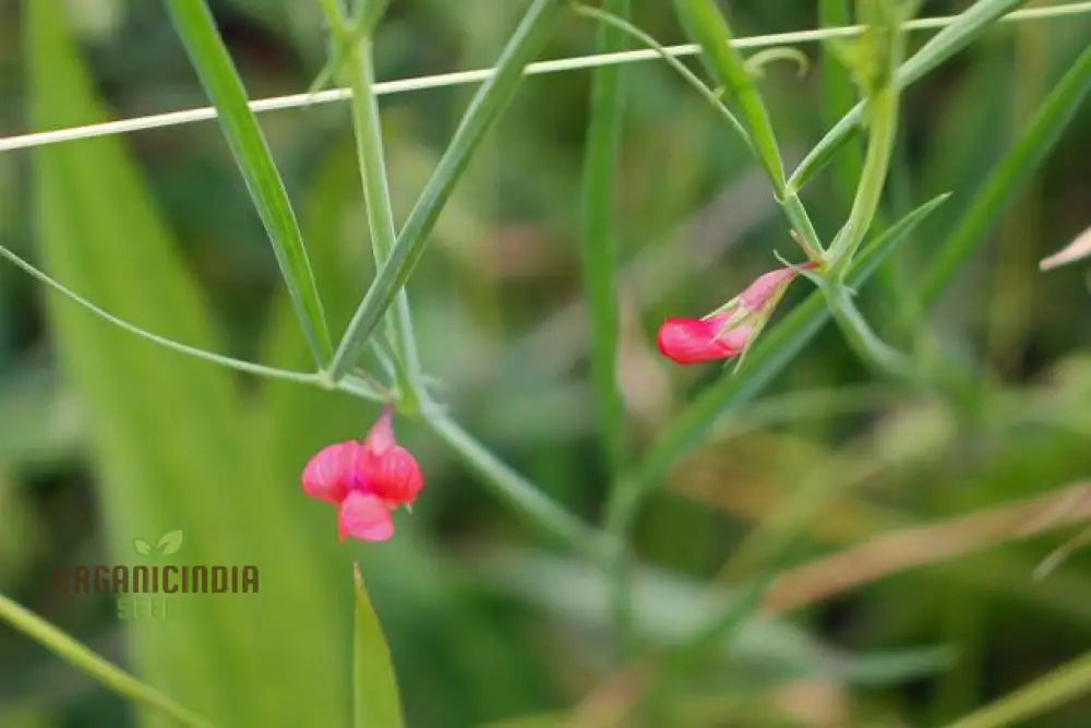Lathyrus Sphaericus Seeds – Elevate Your Gardening Experience With Rare And Exquisite Blooms!