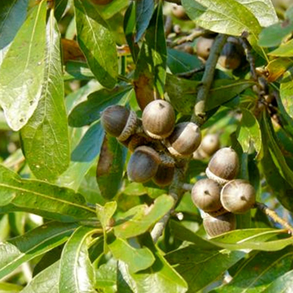 Laurel Oak tree seeds acorns for planting fast-growing shade trees
