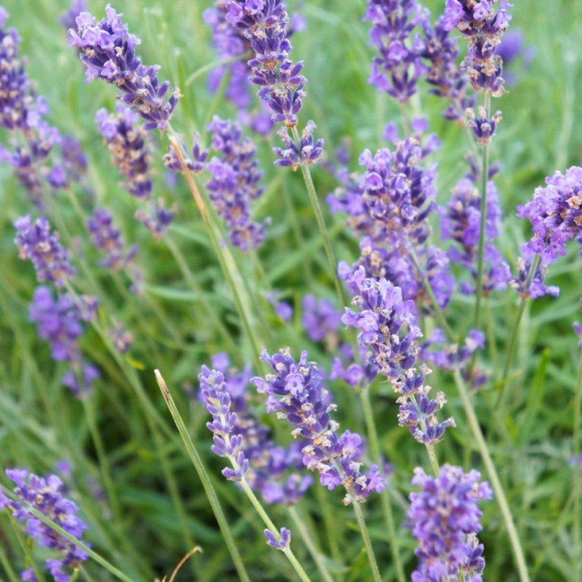 Fragrant Lavandin lavender seeds for gardens