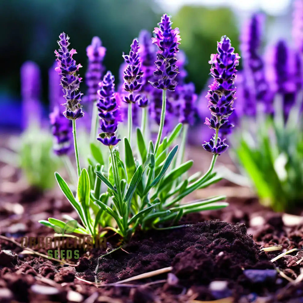 Lavandin seeds Lavandula intermedia for planting
