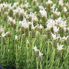 White Flowering Lavender Growing Outdoors in Full Sun