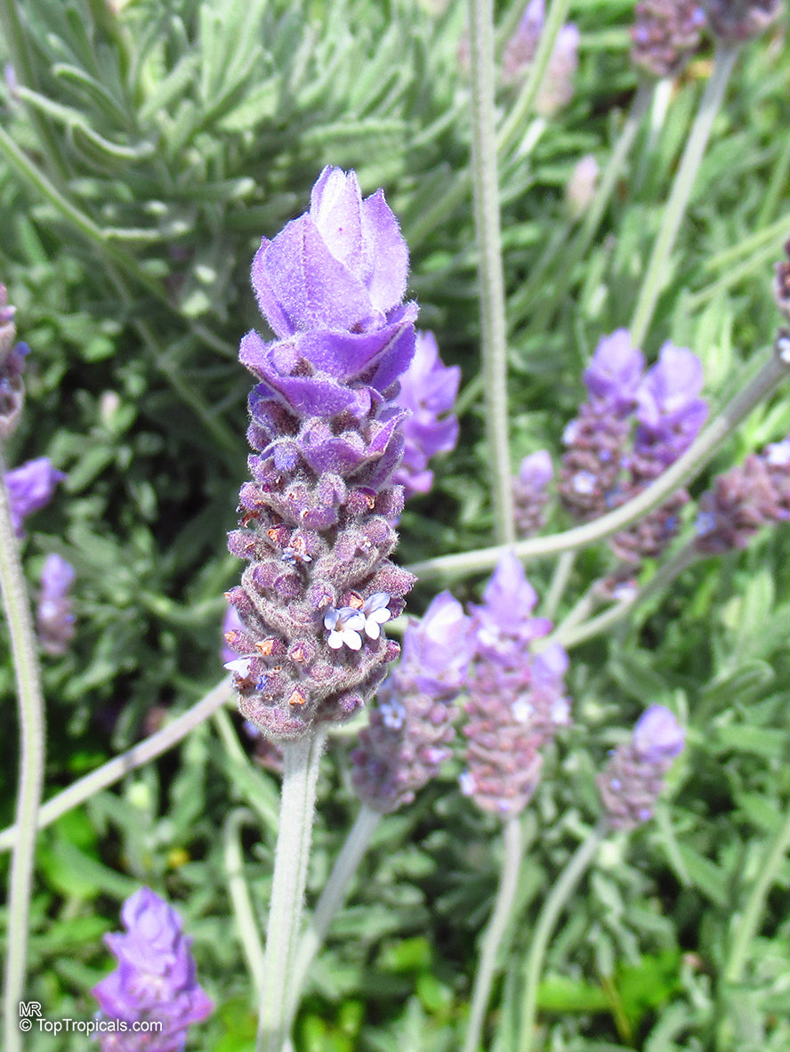 Semillas de Lavanda Francesa (Lavandula dentata) – Elegantes Flores Fragantes para Jardines