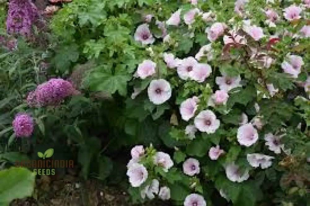 Lavatera ’Dwarf Pink Blush’ – Exquisite Dwarf Blush For Vibrant And Compact Garden Spaces’