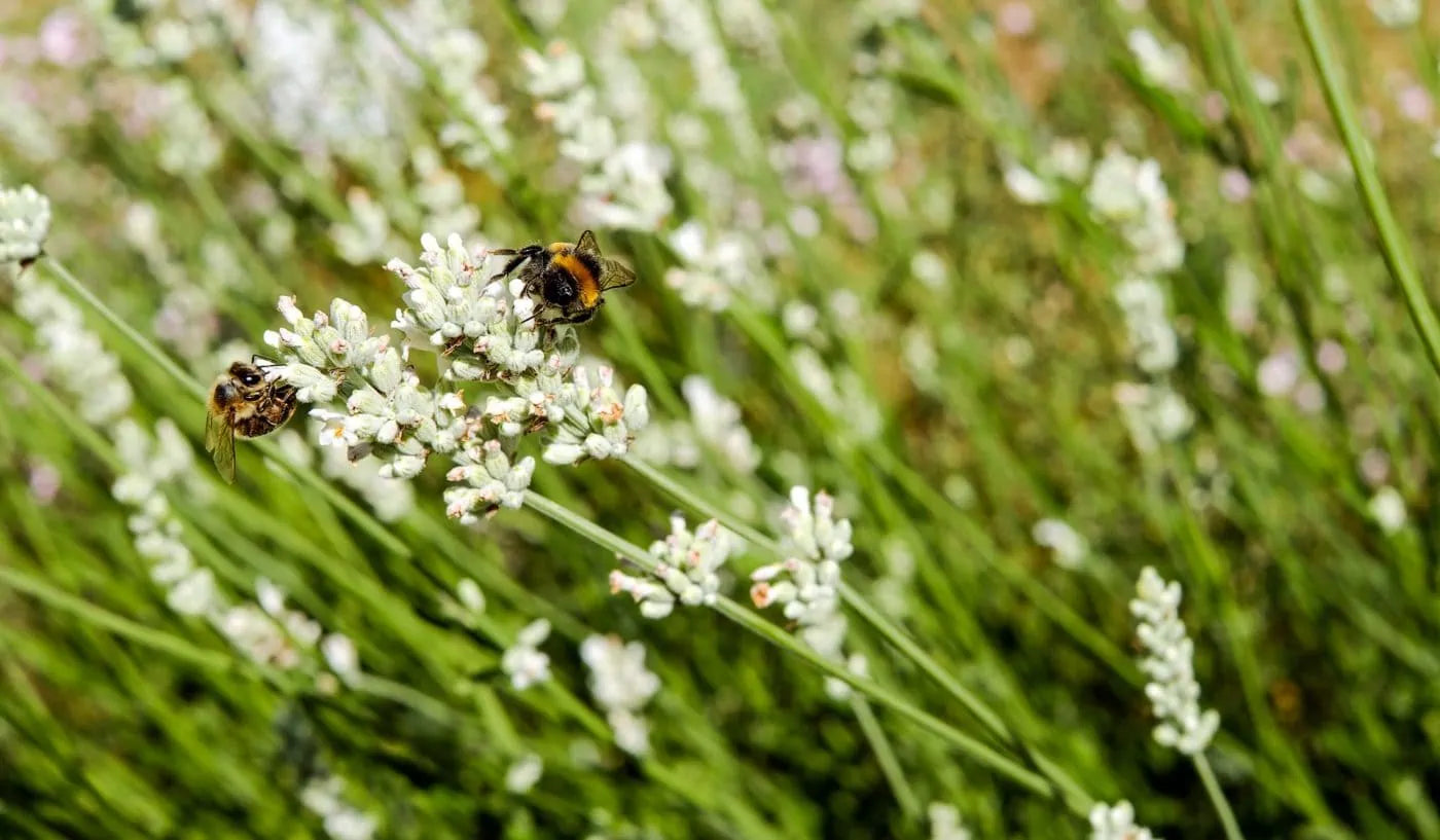 Semillas de Lavanda Blanca Cremosa – Flores Suaves y Fragantes para Jardines y Paisajismo
