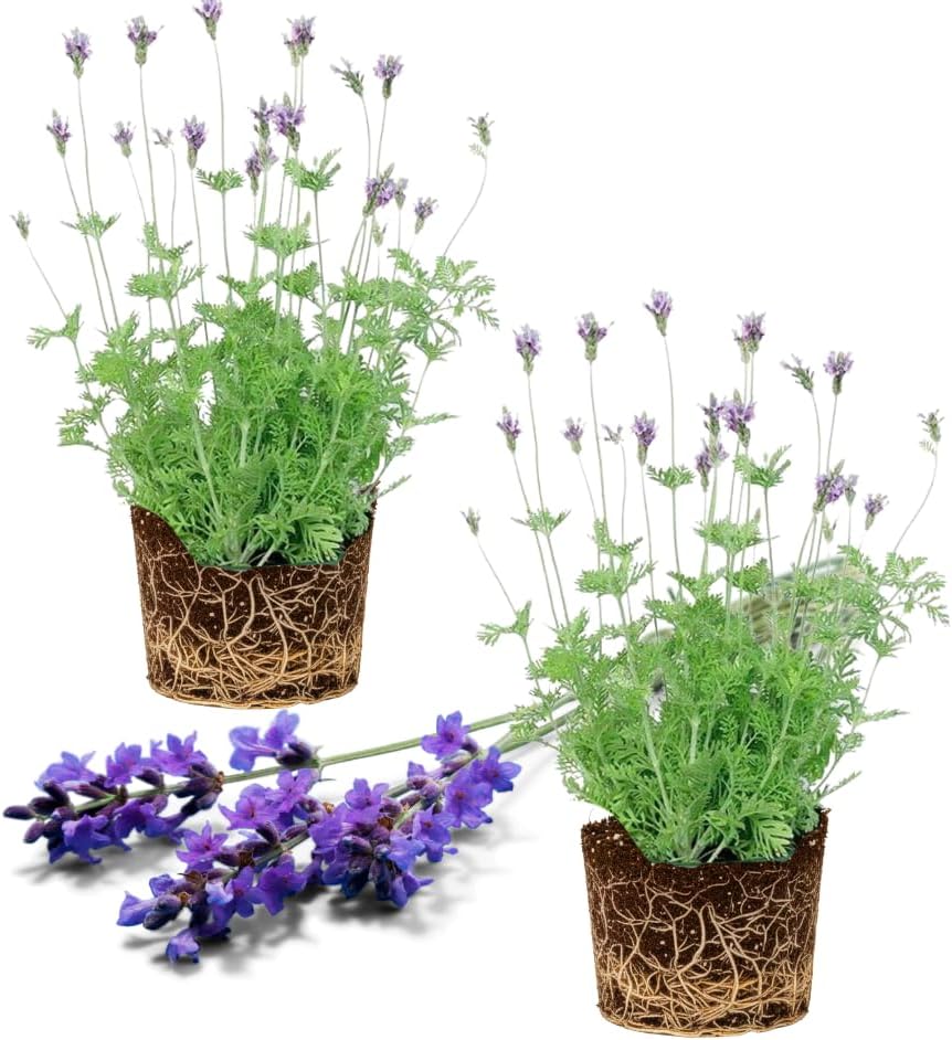 Lavender Seeds for Garden Borders and Landscaping Design