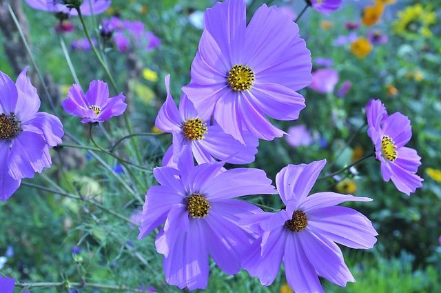 Lavender Cosmos Seeds for Planting in Garden Beds