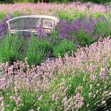 Lavender Seeds Rose Pink Variety for Home Garden Planting