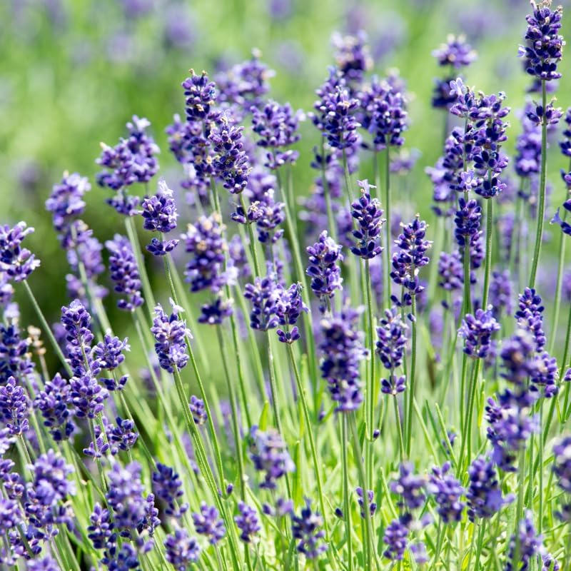 Lavender Seeds Producing Soft Lilac Blooms for Home Gardens