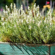 Lavender Ellagance Snow Seeds for Container Gardening and Landscaping