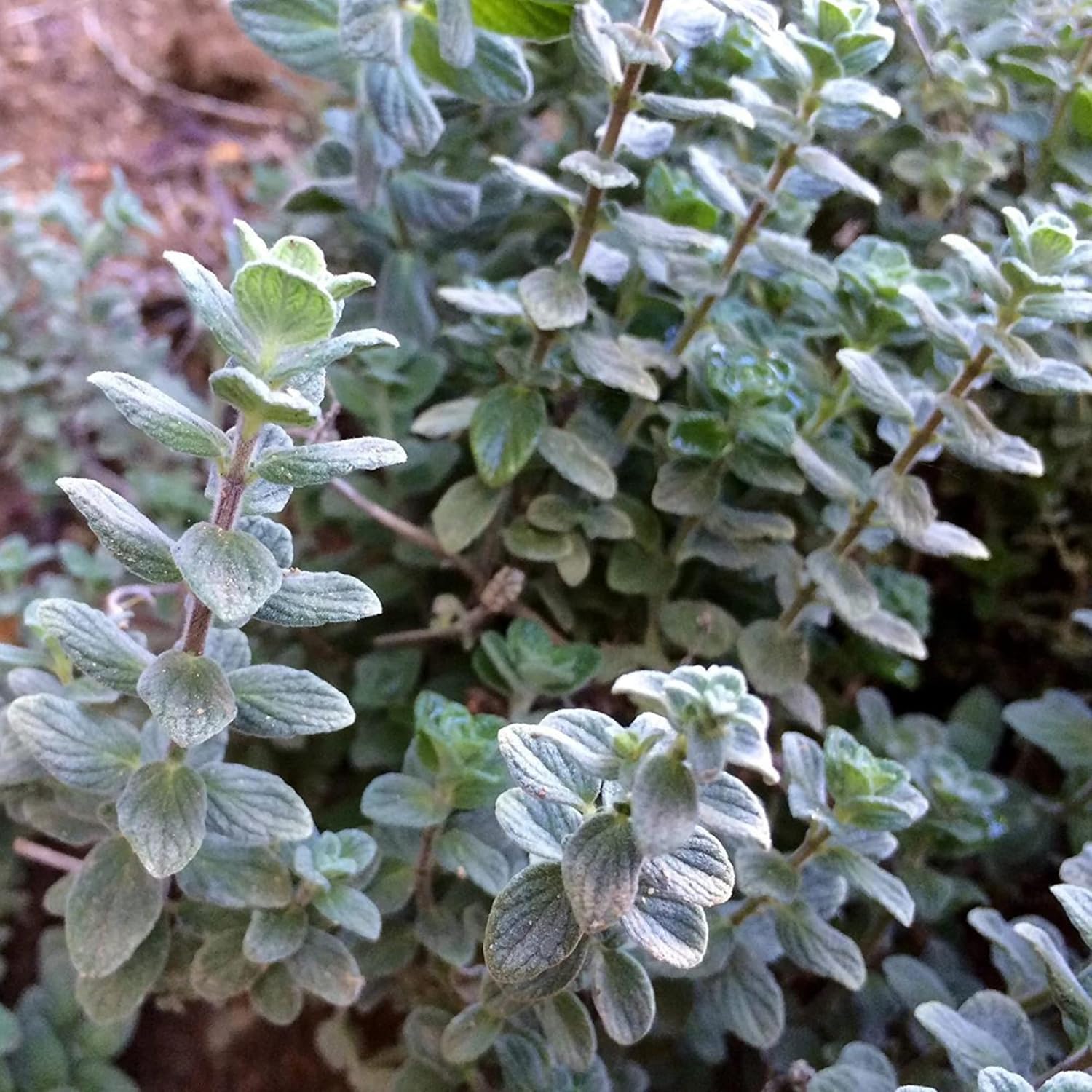 Lebanese Wild Zaatar Plant Seeds for Home and Outdoor Gardens