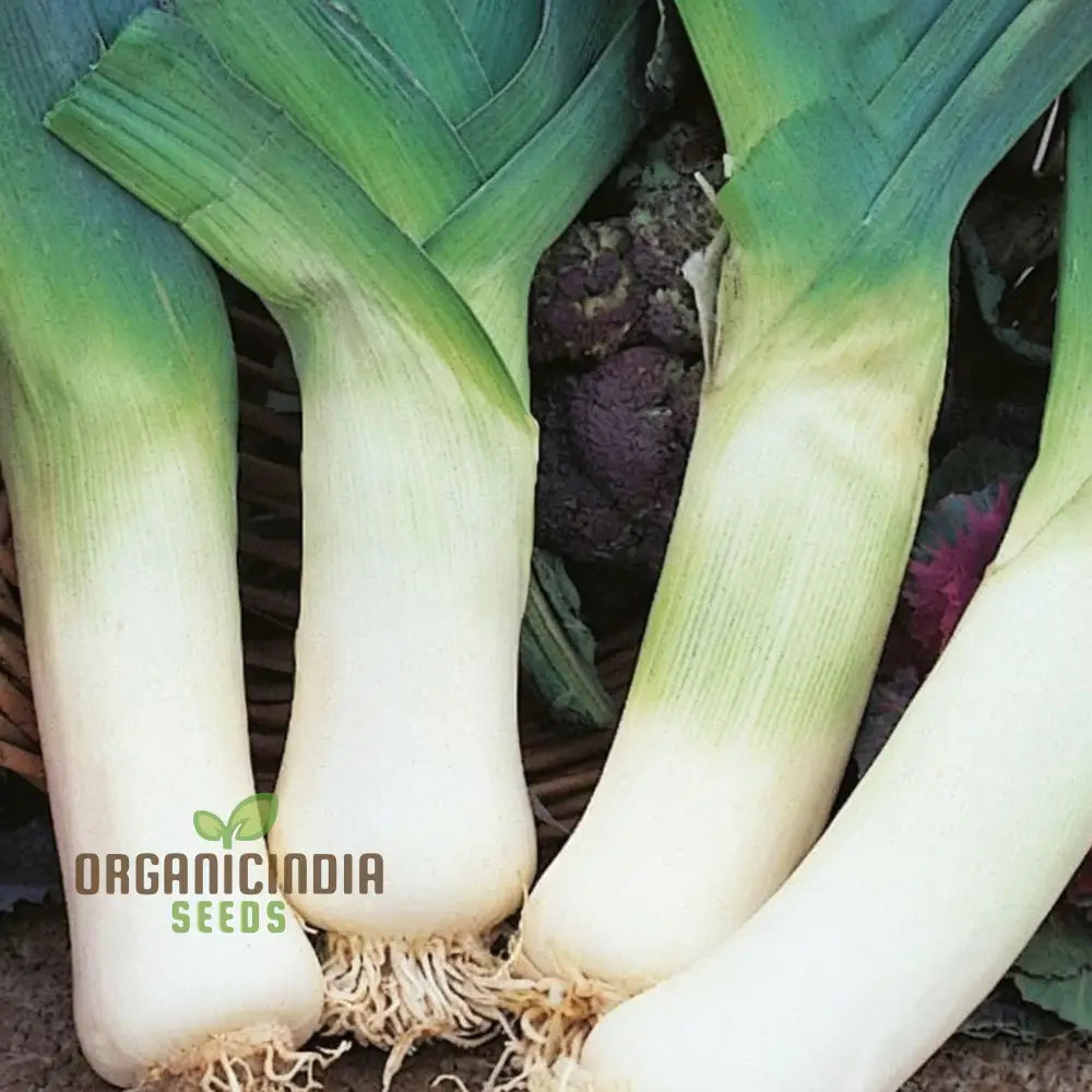 Closeup of Stamford Leek Leaves and White Stalks, Tender and Flavorful