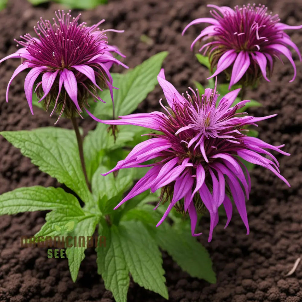Lemon Bee Balm Seeds for Purple Monarda Citriodora Flower Blooms