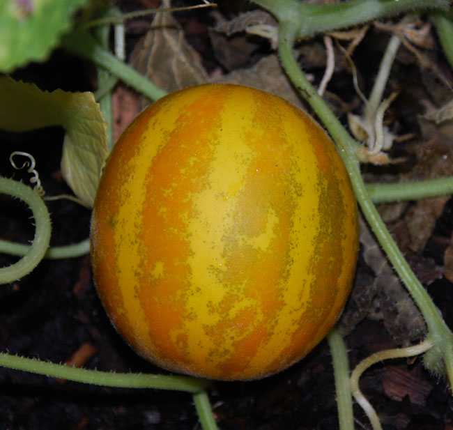 Lemon Cucumbers Developing on Plant