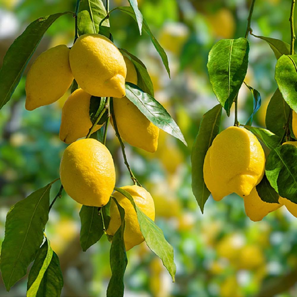 Lemon seeds for planting citrus fruit trees in home gardens
