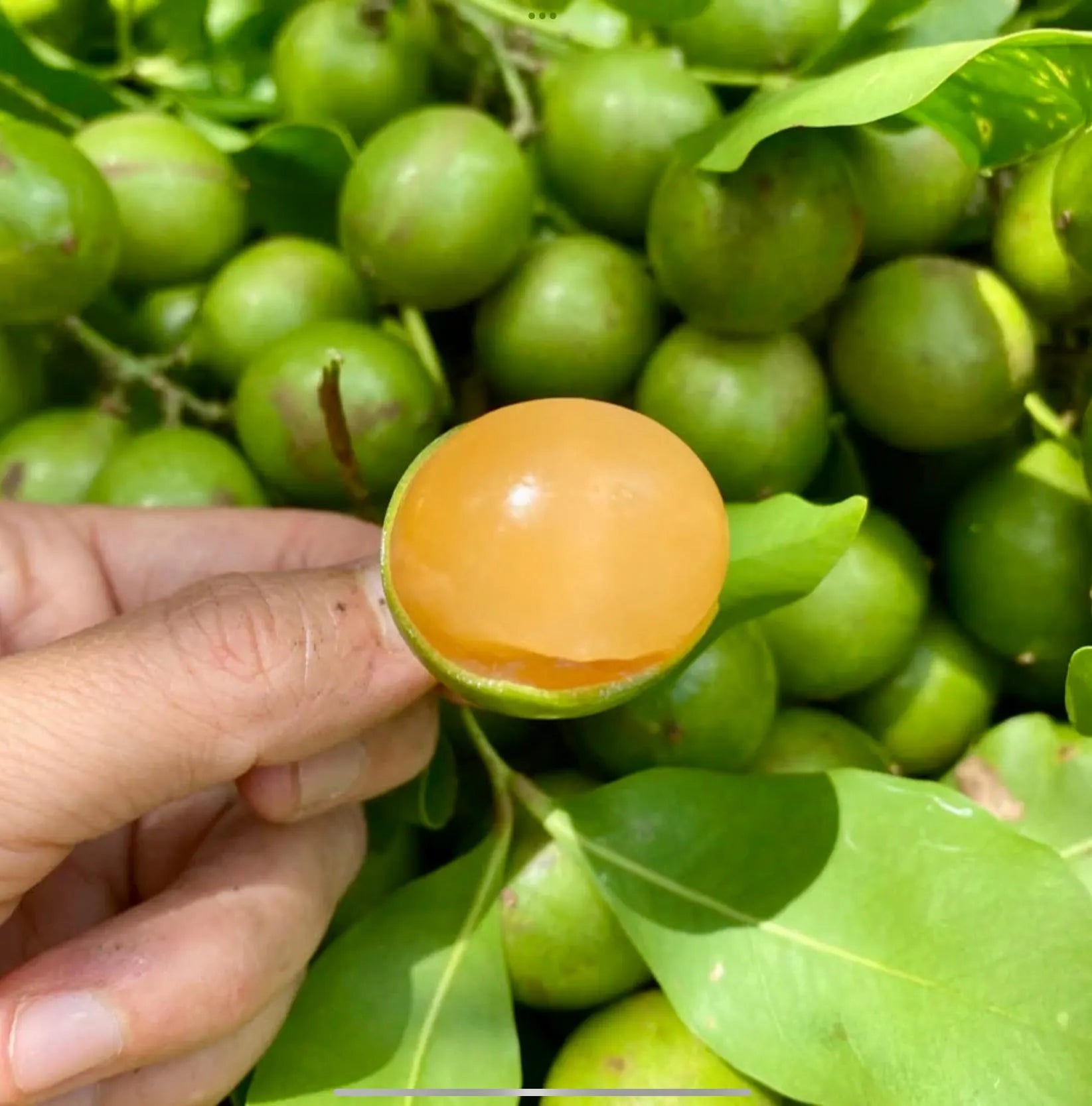 Lemon Sweet Spanish Lime Seeds for Planting Tropical Fruit